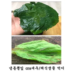 삶은 냉동 뽕잎 [5장] 새우 안시 채식 생물 먹이용