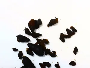 계곡형 다슬기 0.5cm 전후 10마리