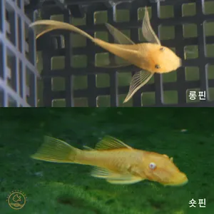 안시 숏핀/롱핀 소량