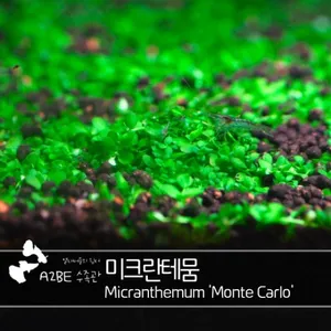  수조에 들판을 만들고싶다면 / 미크란테뭄 / 40촉