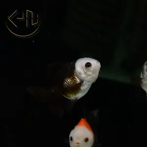 미니 판다 오란다 3~4cm 