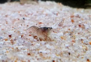 블루크로우 1마리 (4~6cm 전후)