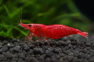 체리 새우
