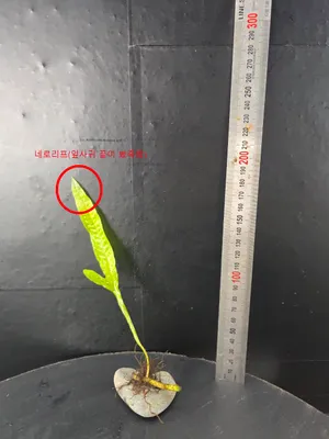 수초 입고기념 할인 이벤트 미크로소이룸 네로리프(활착가능 수초)