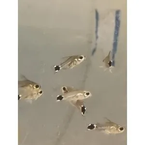 하스타투스 1마리