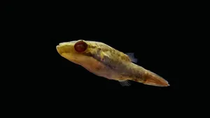 레드테일 레드아이 복어 (2~3cm 전후)