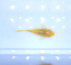 알비노 나비 비파 - 알나비 ( 5 ~ 6 cm )