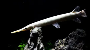 스포티드 가아 (13cm~15cm 전후)