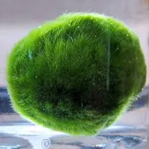 모스볼 2~4cm 1개