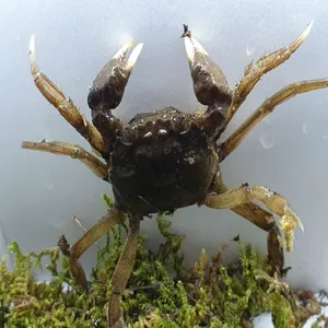 참게 [1마리] 6~10cm