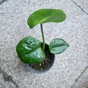 몬스테라 1화분