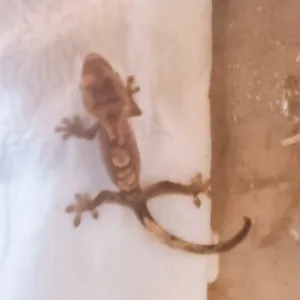 크레스티드 게코 미구분 베이비 1마리 랜덤 발송