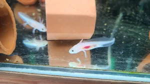 우파루파 아홀로틀 (3CM)