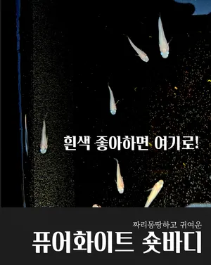 ★★초특가★★퓨어화이트 메다카