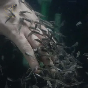 가라루파