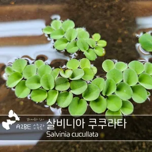 살비니아 쿠쿠라타 5뿌리