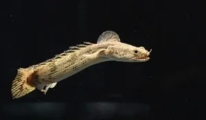폴립테루스 엔드리케리 (4~5cm 전후)