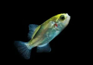 아보카도 복어 (4cm 전후)