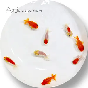 홍백 난주 / 3~4cm 전후 / 2마리
