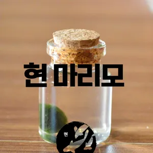 현 마리모