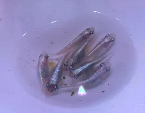화이트펄 메다카 5마리