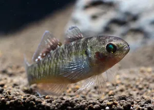 황제 고비 (5cm 전후)