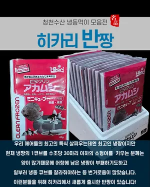히카리 반짱 (냉짱)