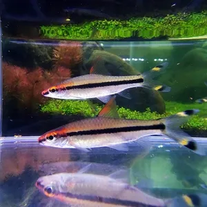 로즈라인 바브