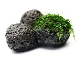 모스스톤 3개 (6~9cm 전후)