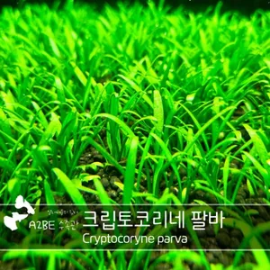 이쁘고 튼튼한 / 크립토코리네 팔바 / 8촉