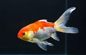 코메트 금붕어 (10cm 전후)
