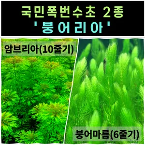 초보 수초 붕어리아 유경 부상은신처 활착포트 붕어마름 암브리아