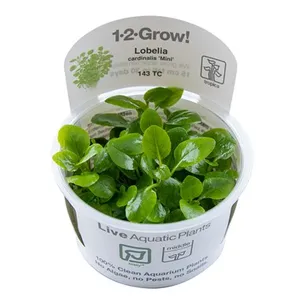 (쉬움) 로벨리아 카디날리스 미니 (트로피카 조직배양/1-2-GROW!/무균수초)