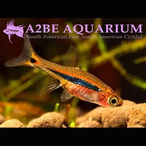 [묶음 할인 ] 블루라인 라스보라 / Boraras Urophthalmoides wild (3마리 1세트)