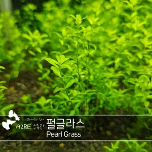 이쁘고 잘자라는 초보자용 수초 / 펄글라스 / 10촉