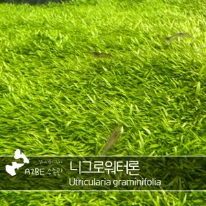 수조에 들판을 만들고싶디면 / 니그로 워터론 / 40촉