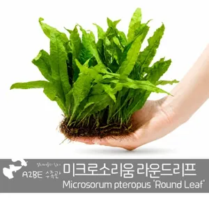 [에이투비] 튼튼한 미크로소리움 라운드리프 / 10잎 내외