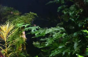 볼비티스 (3촉)