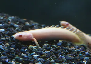 폴립테루스 알비노 세네갈 (6~7cm 전후)