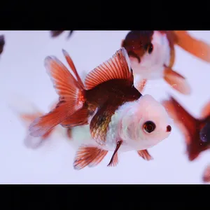 판다오란다 베이비 / 4-5cm 내외 / 1마리 / 랜덤발송