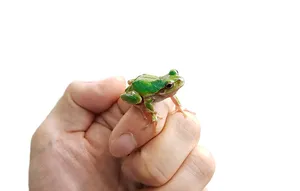청개구리 (2~3cm 전후)