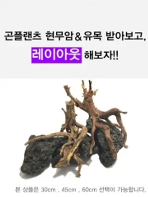 30cm어항 현무암+유목 레이아웃세트(제주석 화산석 초보세트 테라리움)