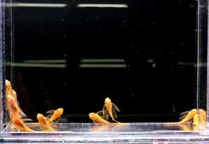청소고기 안시 롱핀 1마리 (3~4cm 내외)