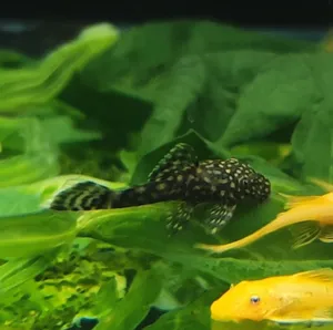 블랙안시 숏핀 ( 4 cm 전후 )