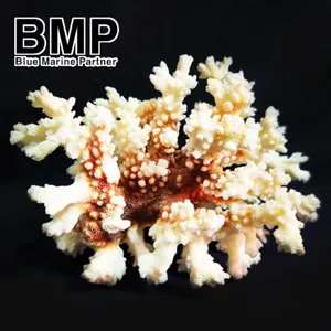 BMP 천연 꽃산호 pH상승 은신처 수조 장식 대 중 소