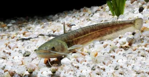 메기 (10cm 전후)