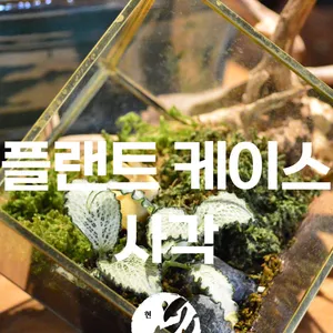 사각 플랜트 케이스 (우리 화분), (테라리움),(인테리어 소품)