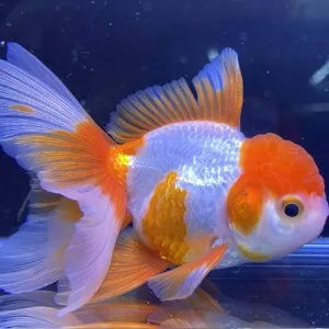 하프문 테일 홍백 오란다(8cm 내외)