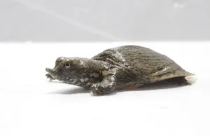자라 (10cm전후)