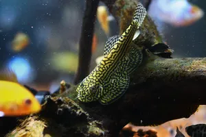 스네이크스킨 가오리비파 (5cm 전후)